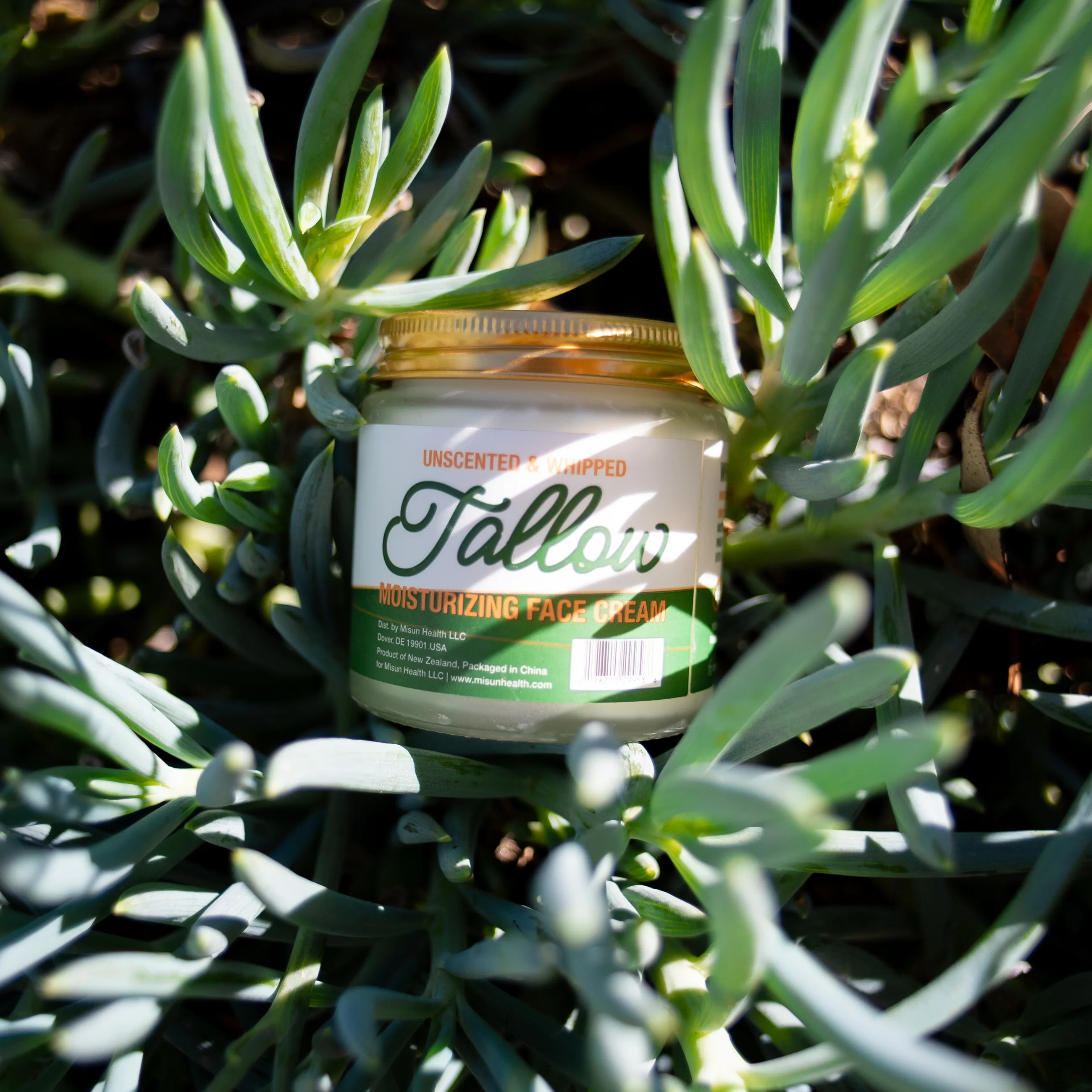 Misun Health tallow jar nestled among succulents